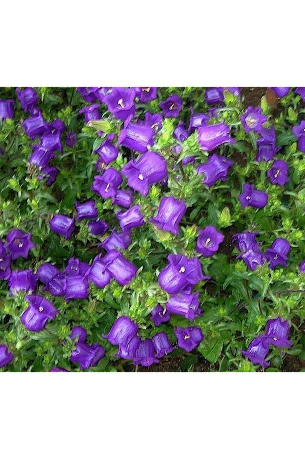 Çan Çiçeği Tohumu ( Mini Maviş ) Mavi Renkli - 5 Tohum - 3