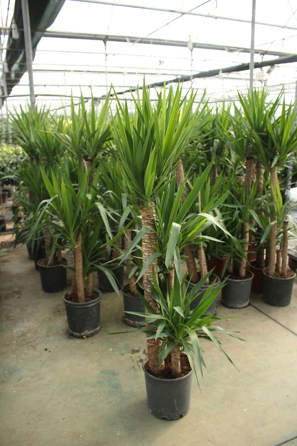 Yucca  - Yuka Bitkisi Büyük Boy 170- 200 Cm - 3 Gövdeli  Yucca Avize Çiçeği Canlı Salon Bitkisi - 1