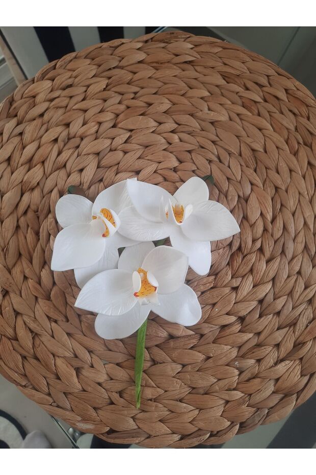 Islak Orkide Dal Eva - 5