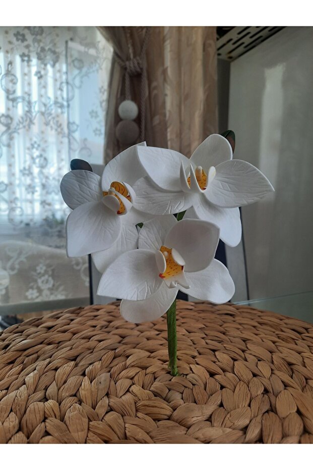 Islak Orkide Dal Eva - 1