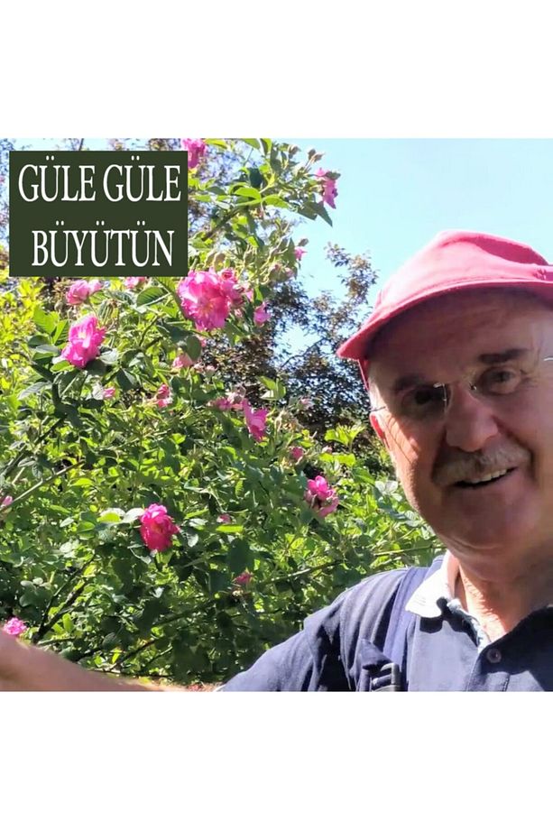 Gül Fidanı Gül Fidesi Isparta Gülü Fidanı Isparta Gülü Fidesi - 4