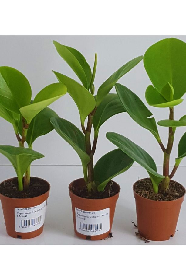 Peperomia Obtipan Ev Ve Ofis Bitkisi Saksıda 5.5 cm 1 adet - 1