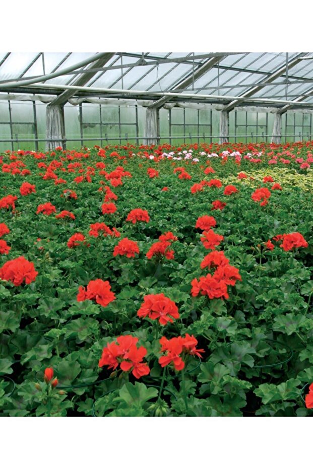 Genel Kullanım Organik Torf 10 lt - 4