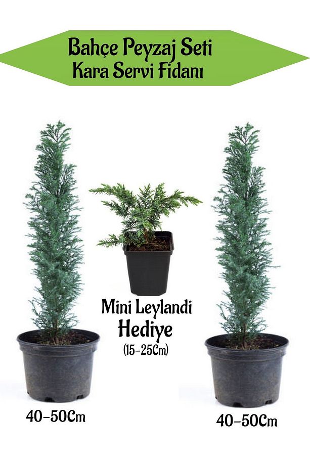 Bahçe Peyzaj Seti 2 Adet Kara Servi Fidanı+ Hediye Mini Leylandi Fidanı - 1
