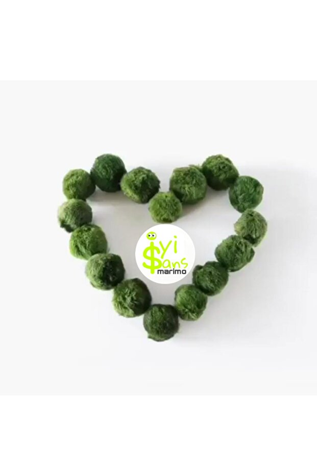 15 adet Dev 5-8 cm Marimo Mossball Şans Yosun Topu - 1