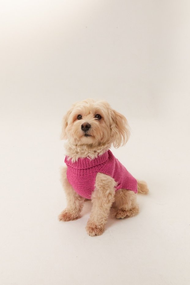 Köpek Pembe Kazak/Triko