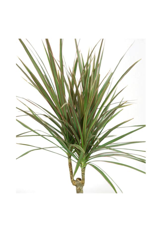 Dracaena Marginata Bicolor - 2