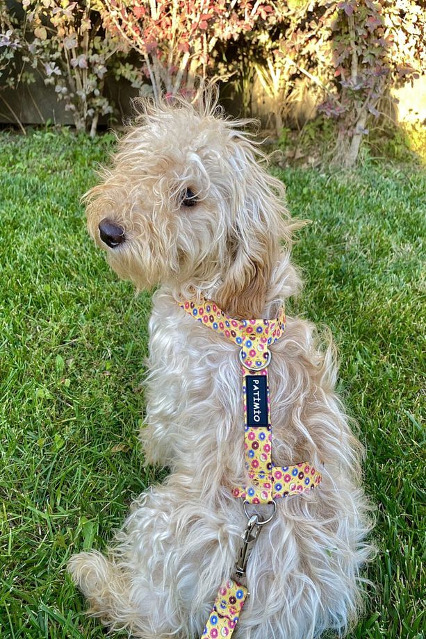 Donuts Köpek Göğüs, Boyun Ve Gezdirme Tasma Seti - 7