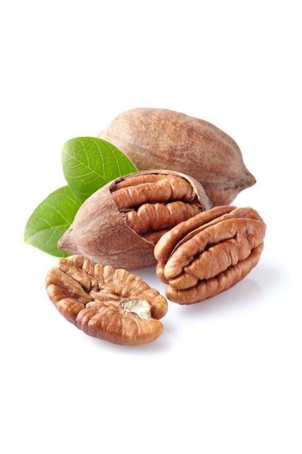 Tüplü Çok Yaşlı Sahil Pikan Cevizi Fidanı(100-150 CM) - 3
