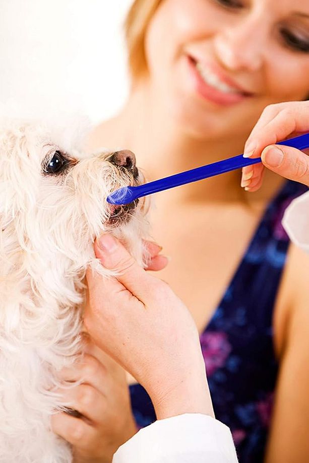 4 adet Diş Fırçası Yavru Kedi Köpek Ağız Temizleme Hazneli Kedi Tüyü Toplayıcısı Kedi Su Çeşmesi - 5