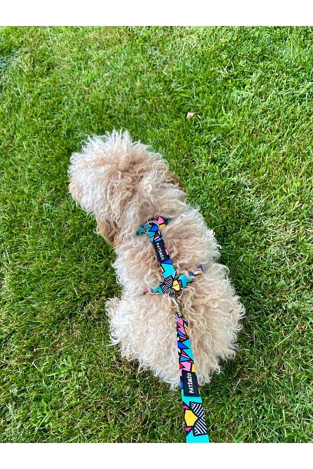 Colorful Köpek Göğüs, Boyun Ve Gezdirme Tasma Seti - 6