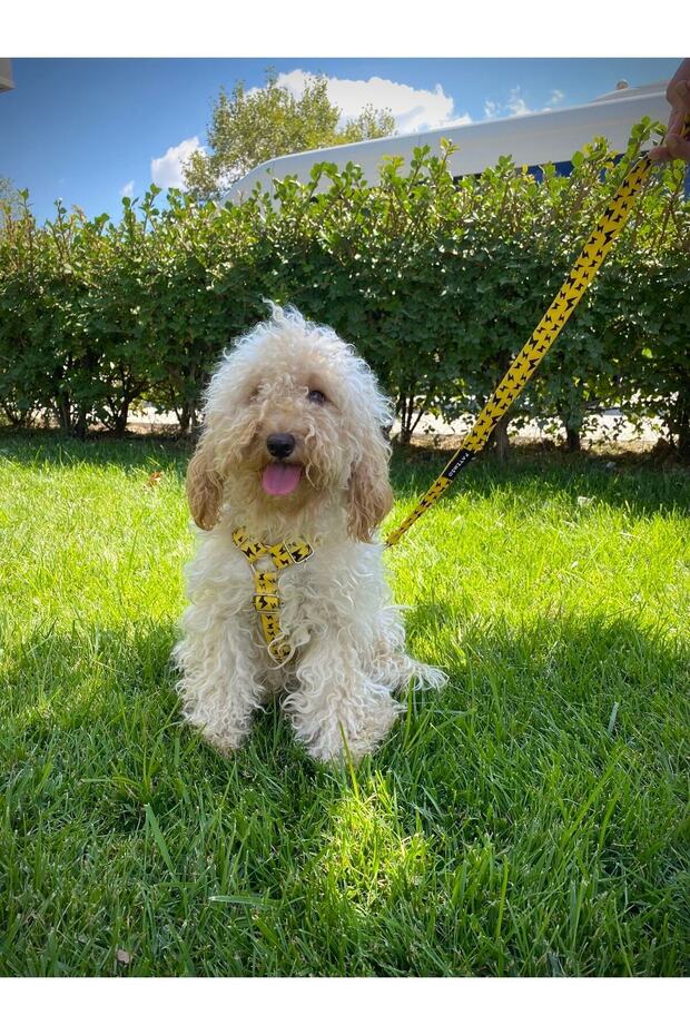 Yellow Boom Köpek Göğüs, Boyun Ve Gezdirme Tasma Seti - 6