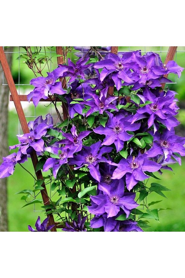 Clematis President Ormans Asması Çiçeği Fidanı İri Çiçekli İthal - 2