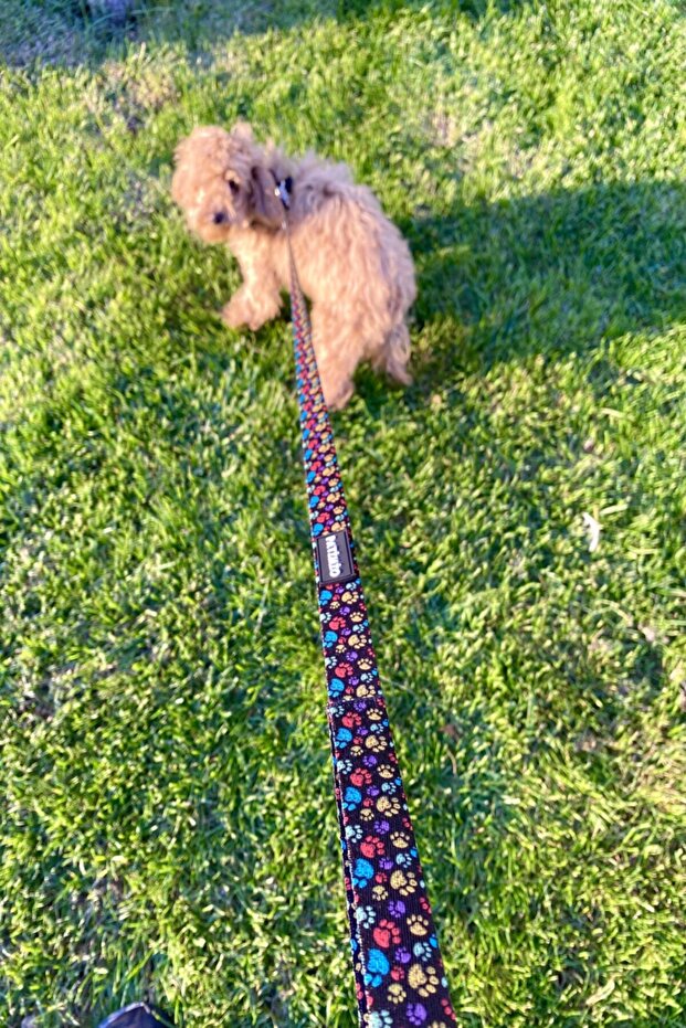 طوق الكلب الكفوف - 5