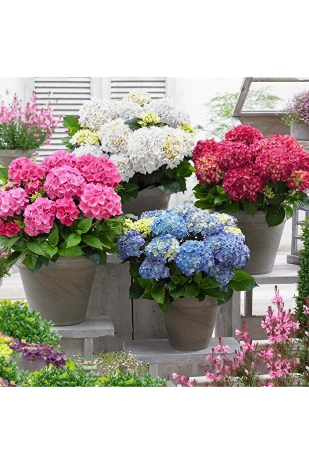 Mixed Karışık  XL Dev Çiçekli Ortanca Çiçeği Fidesi (3 adet) - 1