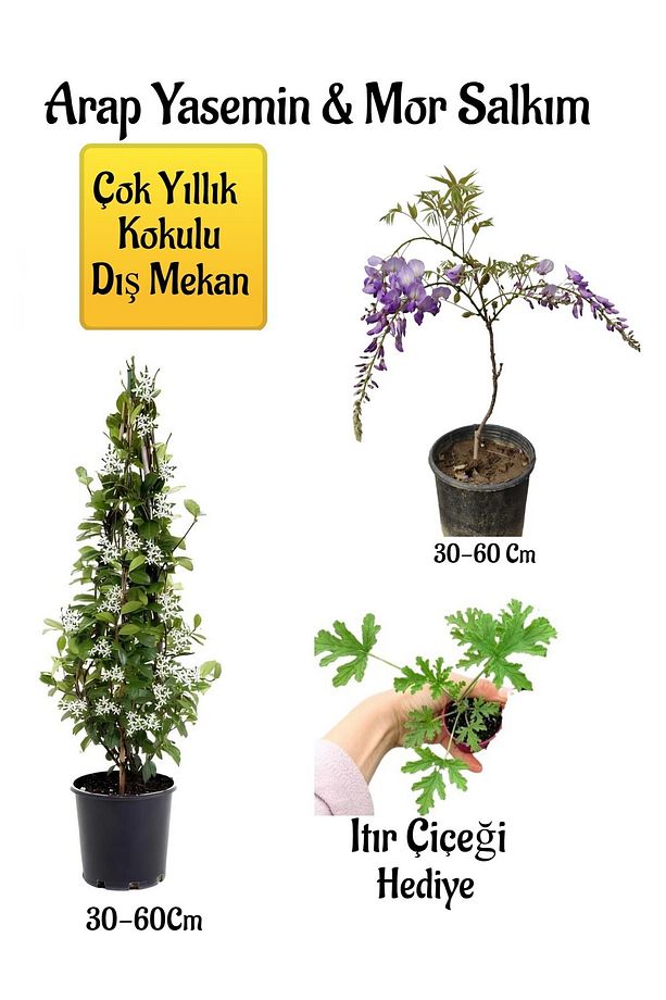 Kokulu Arap Yasemin Çiçeği+Mor Salkım Ağacı Fidanı Itır Çiçeği Hediyeli Peyzaj Seti - 1