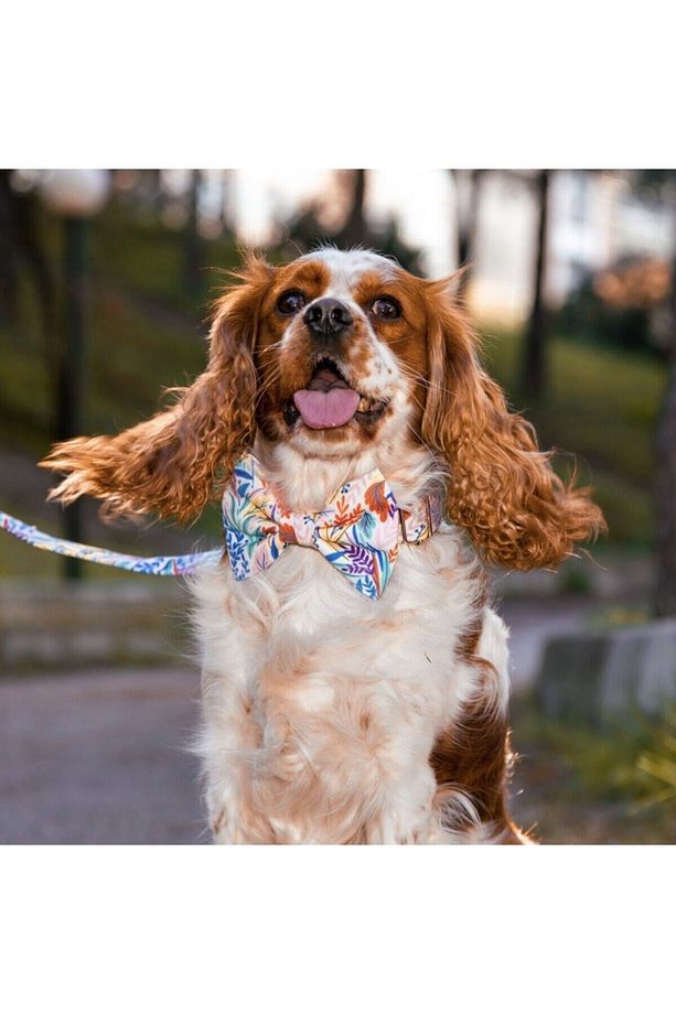 Çiçekli Papyonlu Köpek Boyun Tasması - 3