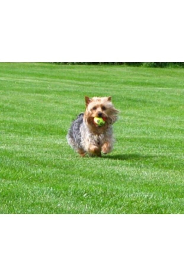 Evcil Hayvan Eğitim Topu 1 Lü Set - 2