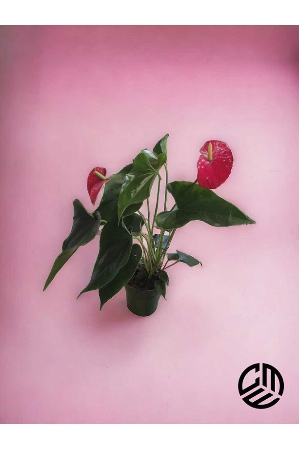 Anthurium Andraeanum Red - Kırmızı Antoryum Flamingo Çiçeği Canlı Ev Ofis Salon Bitkisi - 2