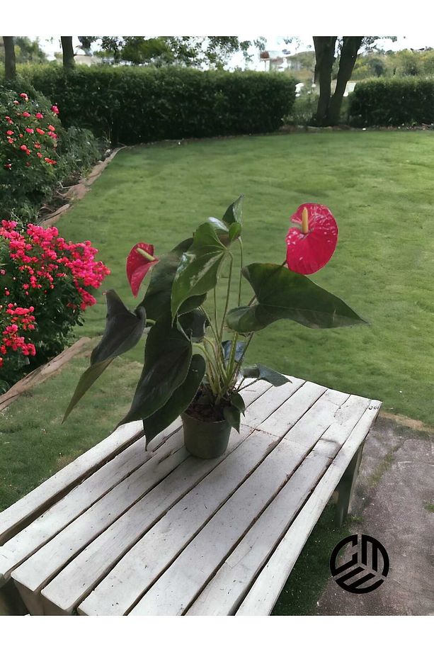 Anthurium Andraeanum Red - Kırmızı Antoryum Flamingo Çiçeği Canlı Ev Ofis Salon Bitkisi - 1