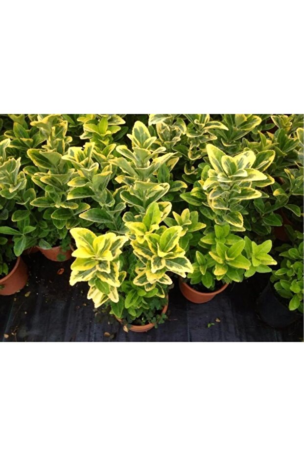 ALTUNİ TAFLAN FİDANI SINIR ÇİT BİTKİSİ 20 CM BOY 40 ADET - 3