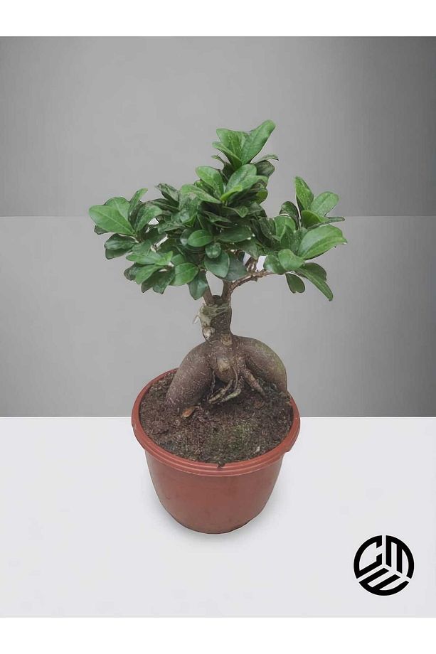Mini Ficus Ginseng Bonsai Canlı Ev Ofis Salon Bitkisi - 1