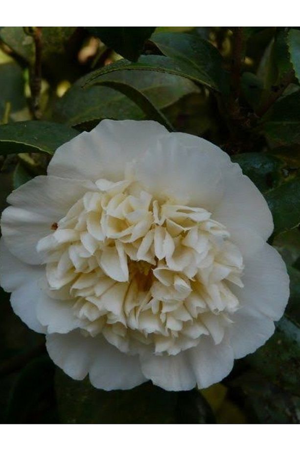 Kamelya çiçeği fidanı 70/80 cm - 2