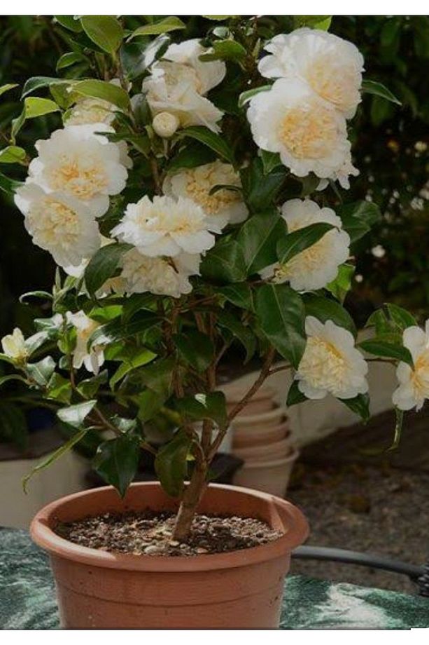 Kamelya çiçeği fidanı 70/80 cm - 3
