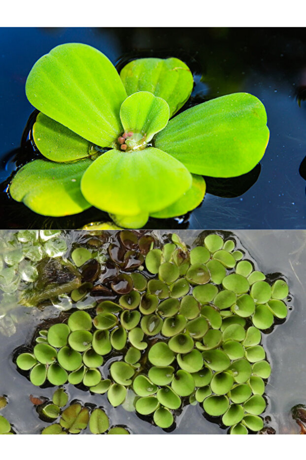Su Üstü Bitki Paketi,Kolay Su Üstü Bitkileri,Marul,Cuculetta,Frogbit 3 Kök Kolay Bitki Canlı Bitki - 2