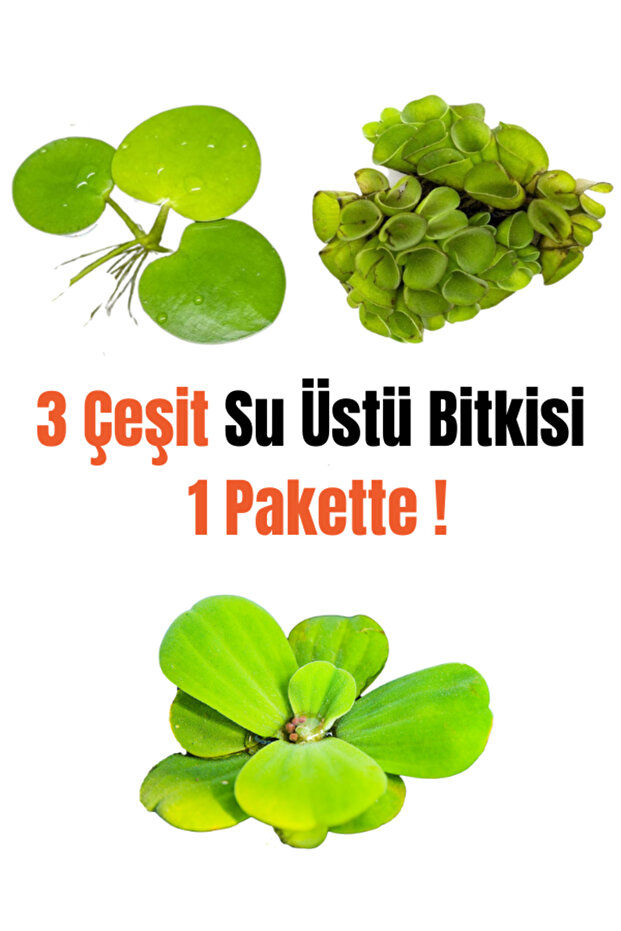 Su Üstü Bitki Paketi,Kolay Su Üstü Bitkileri,Marul,Cuculetta,Frogbit 3 Kök Kolay Bitki Canlı Bitki - 1