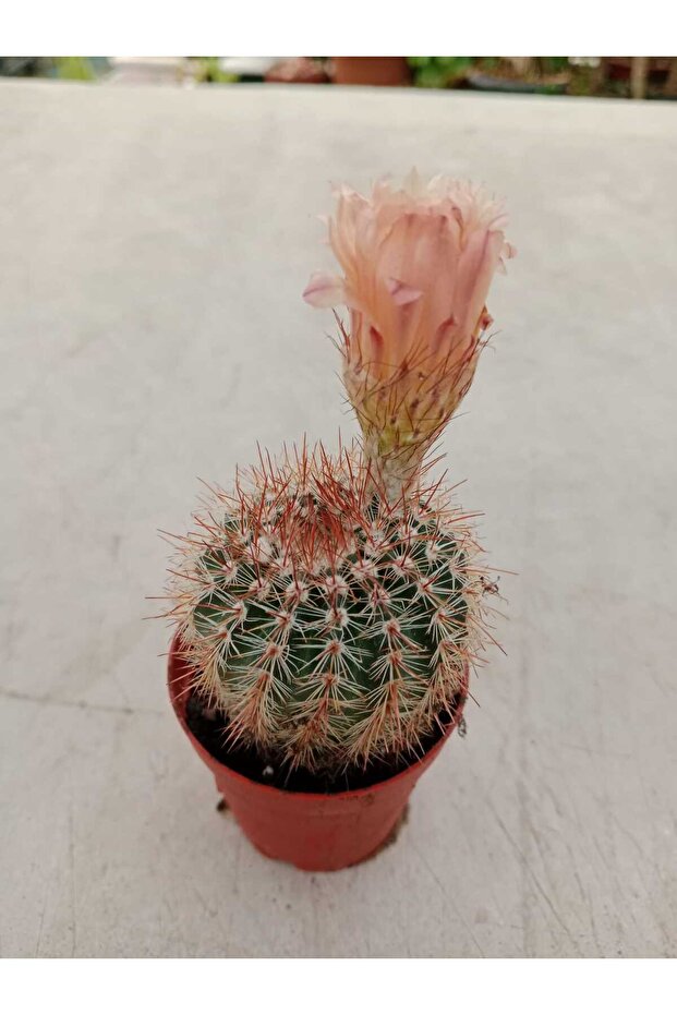 Ravza Çiçekçilik Parodia Rutilans ( 5.5 Cm Saksıda ) Dolgun Ve Formlu ...