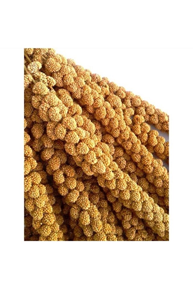 Doğal Dal Darı- - 1