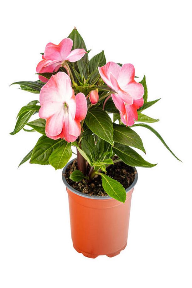 Fuşya + Pembe+Ebruli Yeni Gine Cam Güzeli Çiçeği 3 ADET Balkon Bitkisi (10-15Cm) - 4