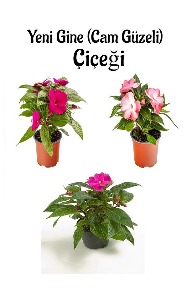 Fuşya + Pembe+Ebruli Yeni Gine Cam Güzeli Çiçeği 3 ADET Balkon Bitkisi (10-15Cm) - 1