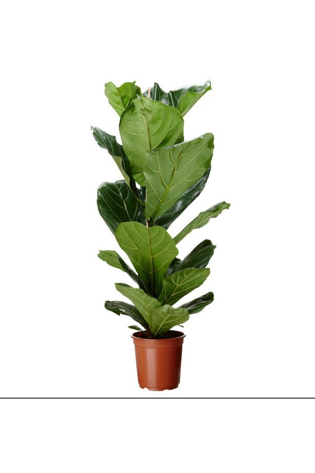 Ficus Lyrata Bambino Keman Yapraklı Kauçuk Bitkisi - 2