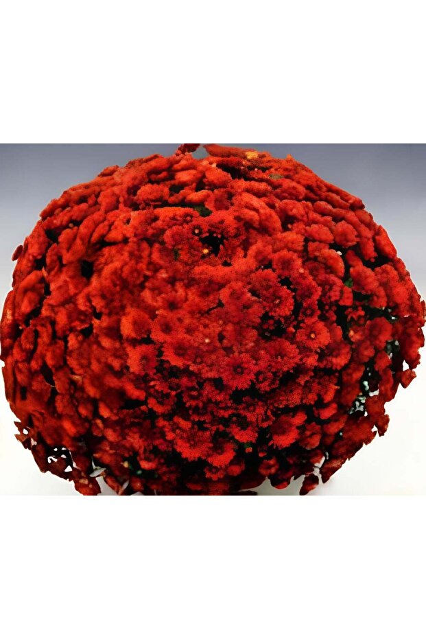 Özel Seri Brandevil  Kasımpatı Krizantem Çiçeği Fidesi (1 Adet)) - 1