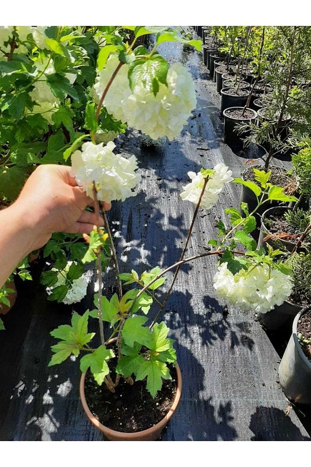 Kartopu Çiçeği 1 ADET +Fuşya Begonvil 1 ADET Saksılı Bahçe peyzaj Seti - 2
