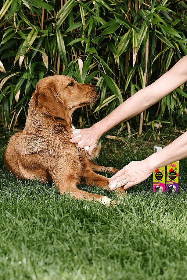 Köpek Kuru Şampuan, Bit Pire Dış Parazit Kene Uyuz Damla Önleyici Tasması Tarağı ile Kullanılabilir - 5