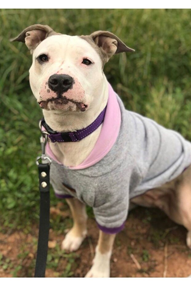 Basic Gri-mor Kapüşonlu Sweatshirt - 3