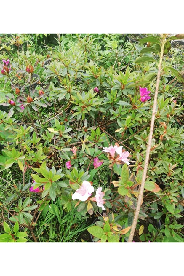 AÇELYA ÇİÇEĞİ ( EBRULİ ) 30-50 Cm - 4