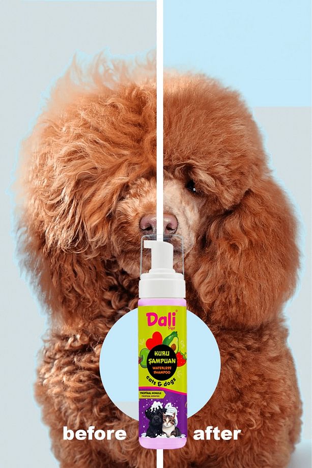 Köpek Kuru Şampuan, Bit Pire Dış Parazit Kene Uyuz Damla Önleyici Tasması Tarağı ile Kullanılabilir - 3