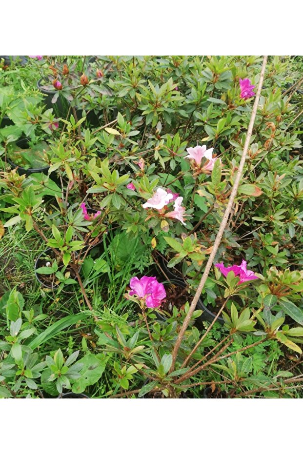 AÇELYA ÇİÇEĞİ ( EBRULİ ) 30-50 Cm - 5