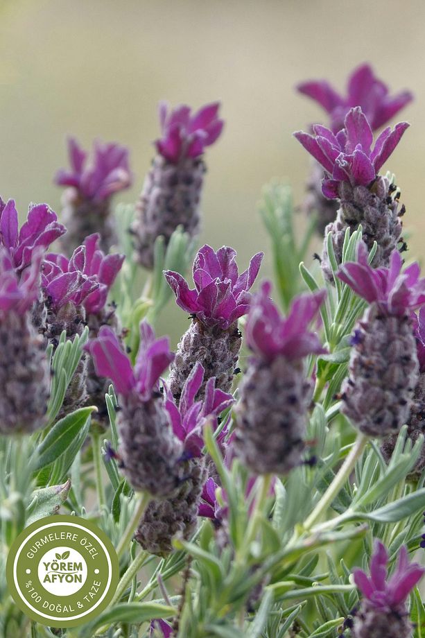 Meşhur Erzincan Keskin Kokulu Zihin Dostu Karabaş Otu, Keşiş Otu, Gargan {lavandula Stoechas} | 40gr - 3