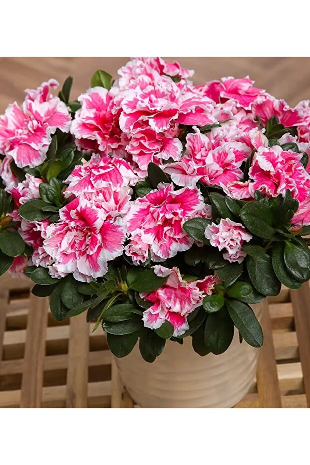 AÇELYA ÇİÇEĞİ ( EBRULİ ) 30-50 Cm - 3