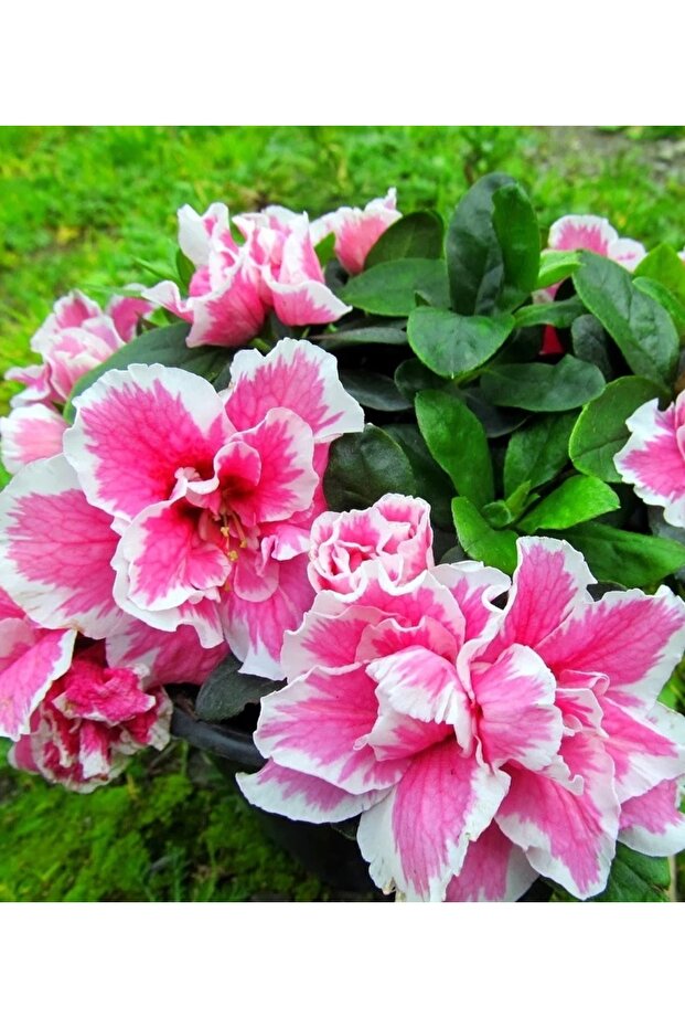 AÇELYA ÇİÇEĞİ ( EBRULİ ) 30-50 Cm - 2