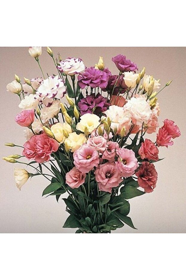 Mix Karışık Renkli Lisianthus Çiçeği Çiçeği Fidesi (10 adet) - 1