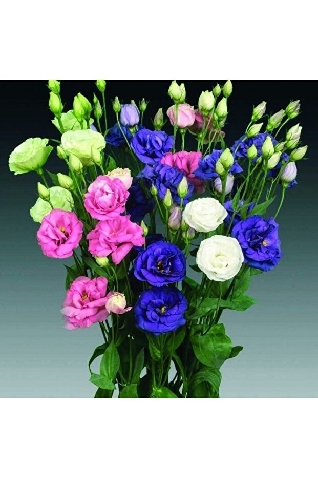 Mix Karışık Renkli Lisianthus Çiçeği Çiçeği Fidesi (10 adet) - 2