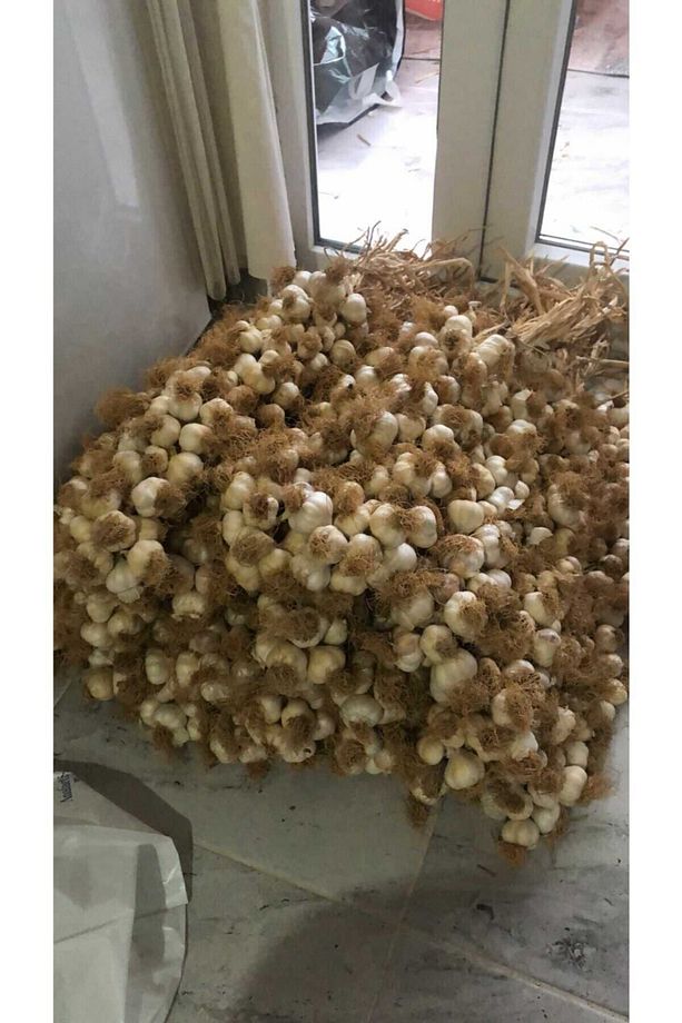 Kastamonu Taşköprü Sarımsağı 1kg - 1