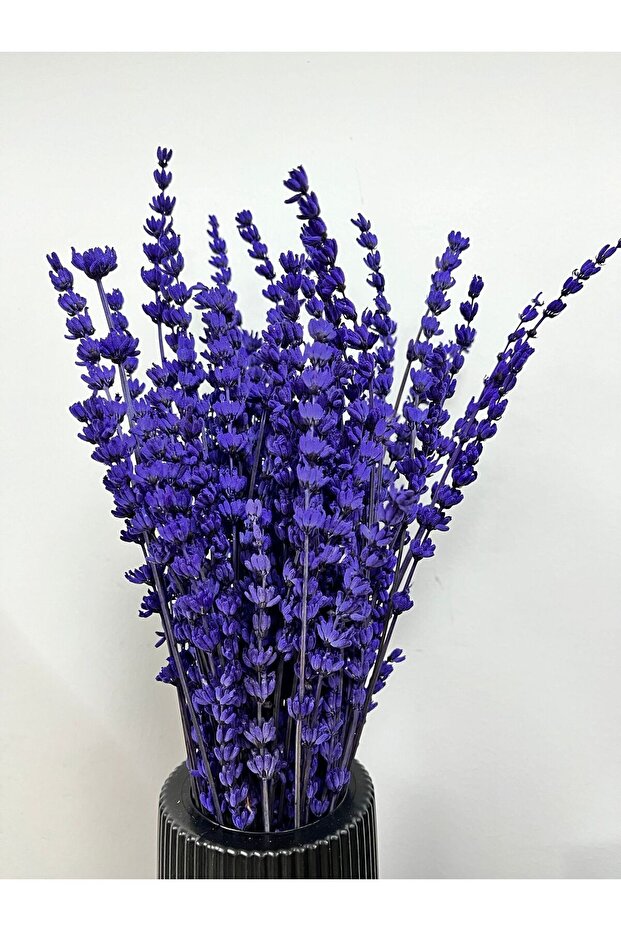 ŞOKLANMIS MOR LAVANTA - 2