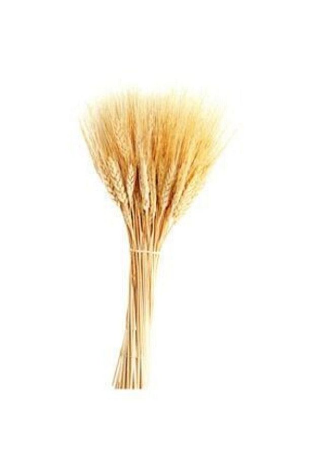 Kuru Çiçek Doğal Başak Buğday Başağı 45 Cm - 1 Demet Natural - 1